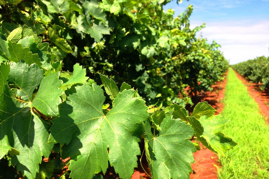 A close shot of a green table grape vine. A long row red dirt of green vines continue in the background