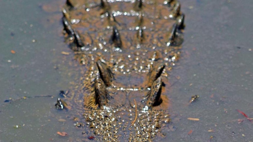 A saltwater crocodile lurks near the surface of the water