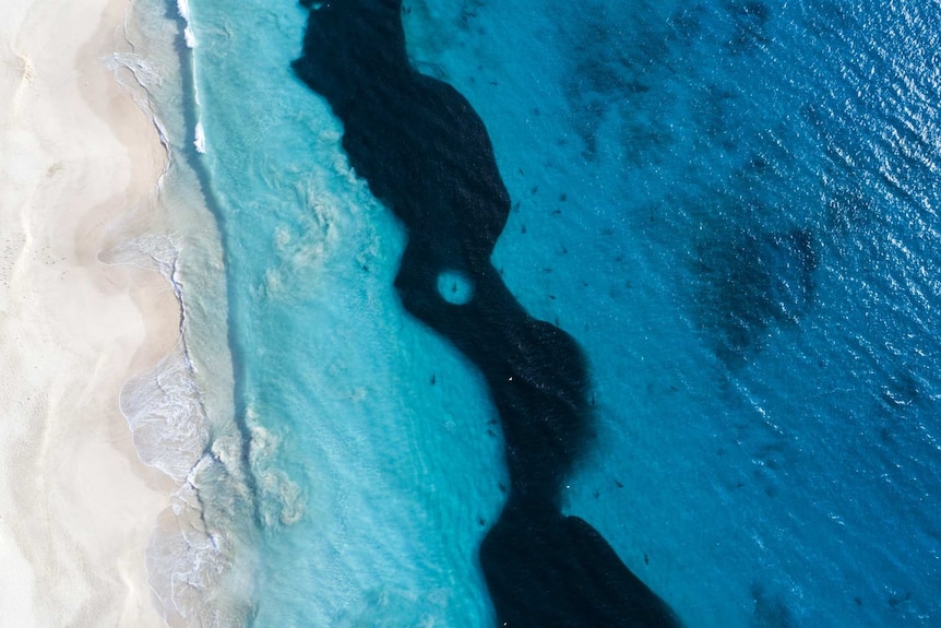 Sharks surround a huge school of fish.