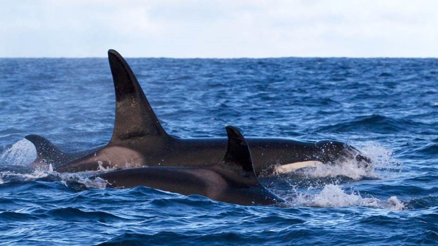 Killer whale and calf.