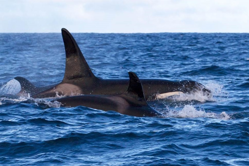 Killer whale and calf.