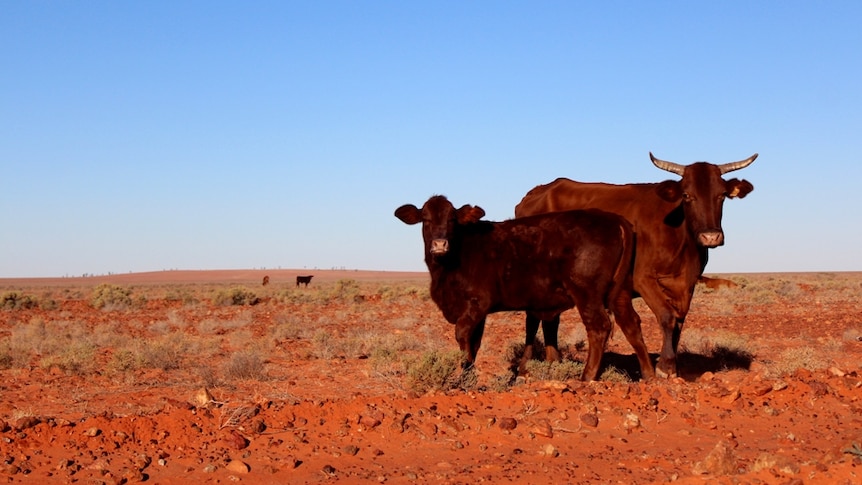 Cattle by the road in the Northern Territory