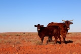 Cattle by the road in the Northern Territory