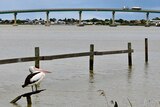 A pelican on the River Murray at Goolwa 