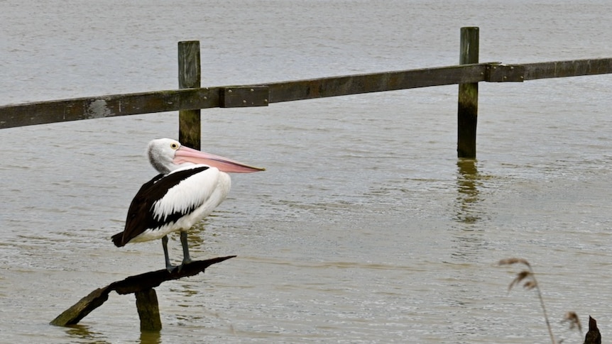 A pelican on the River Murray at Goolwa 