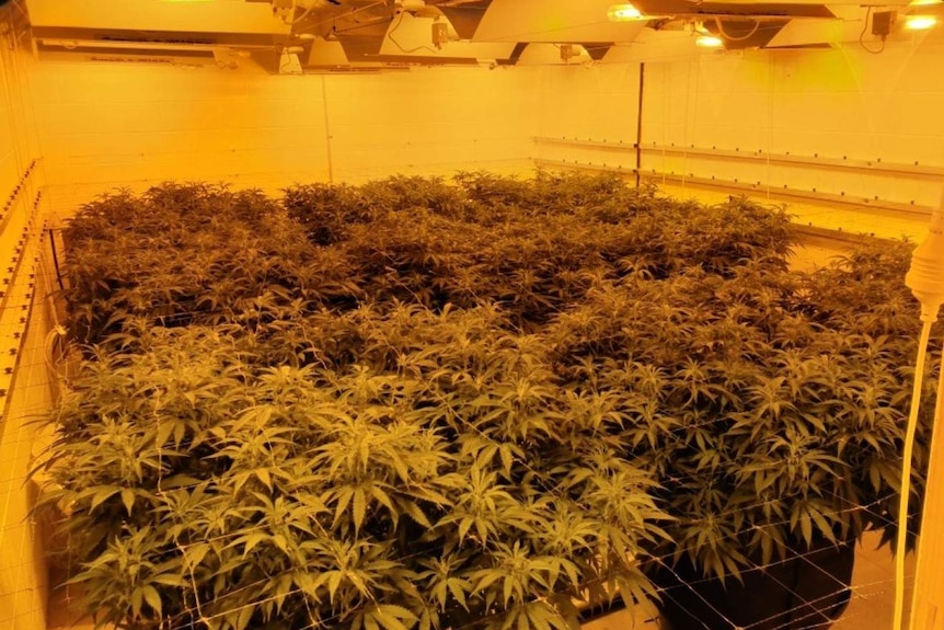 A crop of cannabis plants grown hydroponically.