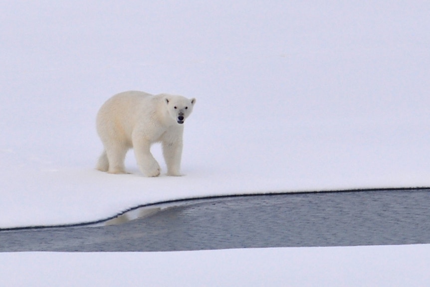 Polar bear walking on ice sheet