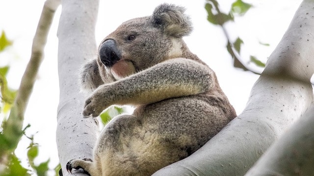a koala sitting in a Cadaghi tree in Girard's Hill, Lismore