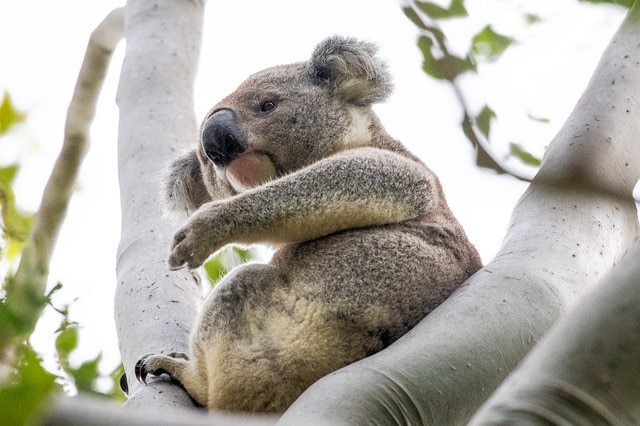 a koala sitting in a Cadaghi tree in Girard's Hill, Lismore