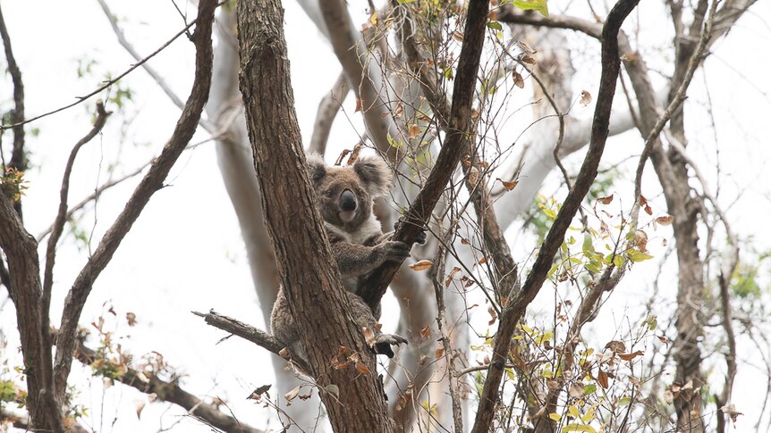 A koala sits in blackened branches.