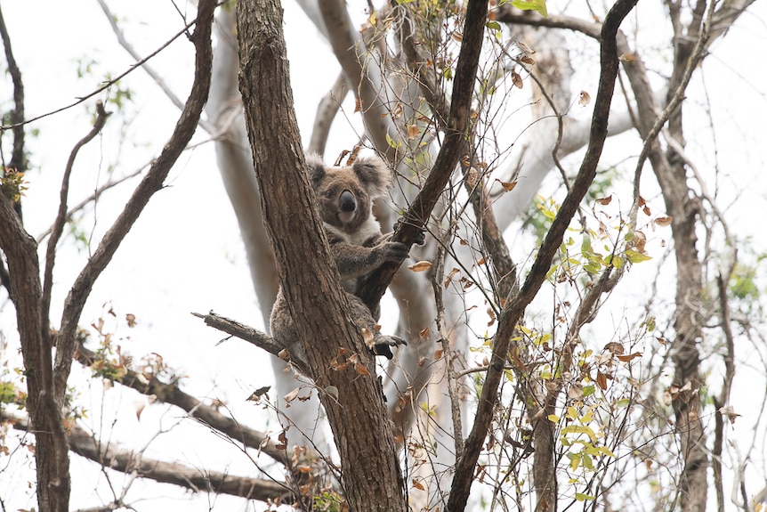 A koala sits in blackened branches.