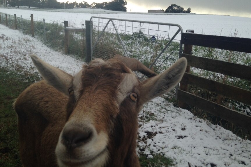 A curious goat in the snow in north-west Tasmania