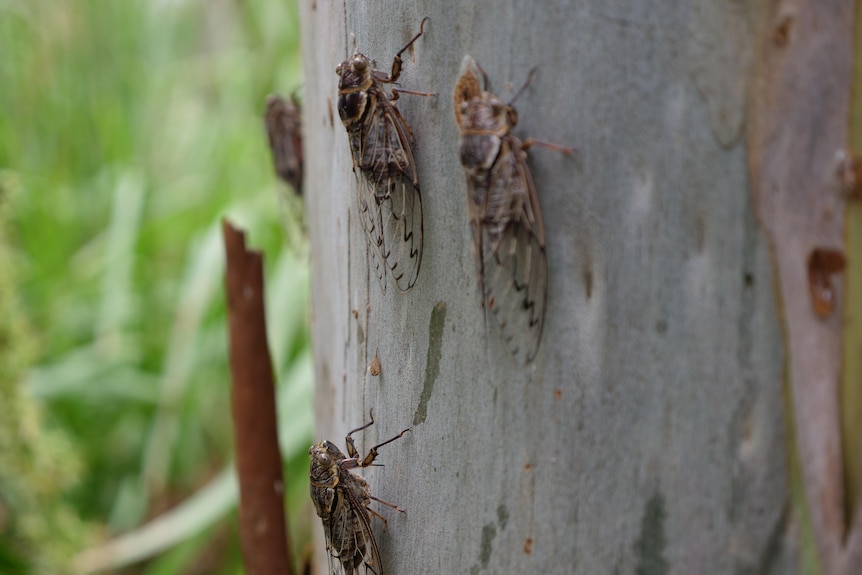 Two brown cicada insects on the side of a tree trunk.