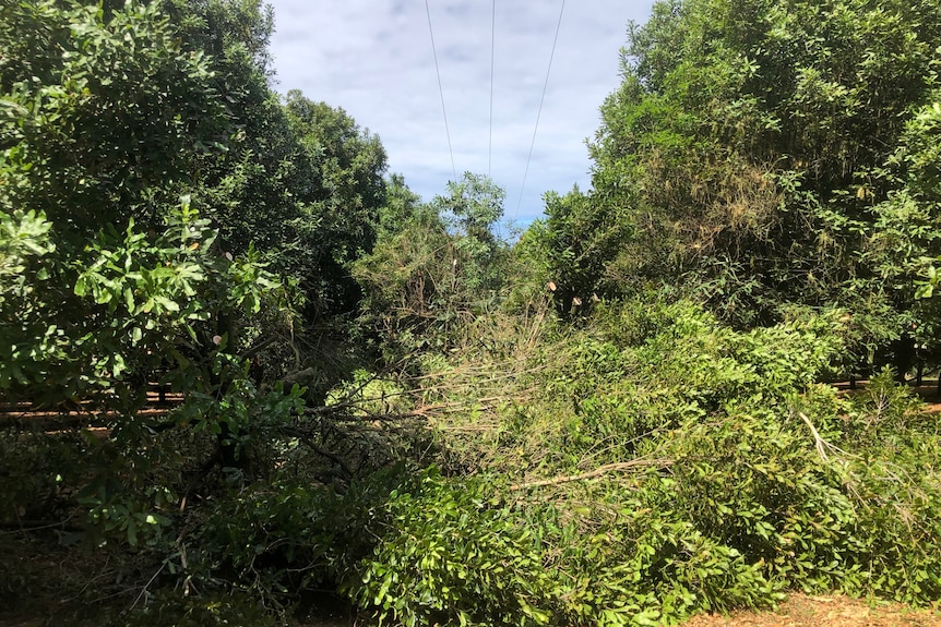 Branches on the ground between two rows of macadamia trees.