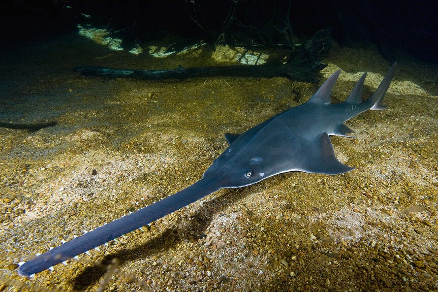 The largetooth sawfish - which is a type of shark - is extinct in all but three of the 80 countries where it was once found.