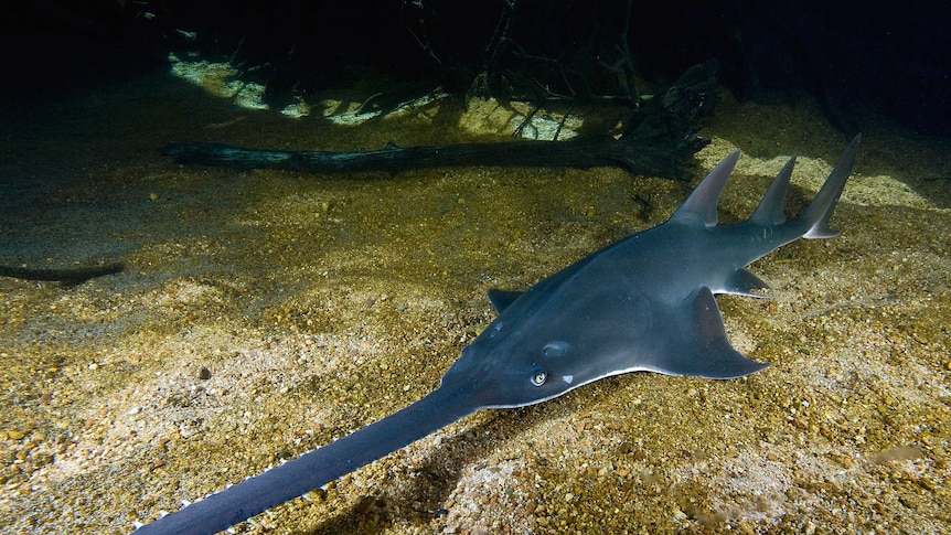 The largetooth sawfish.