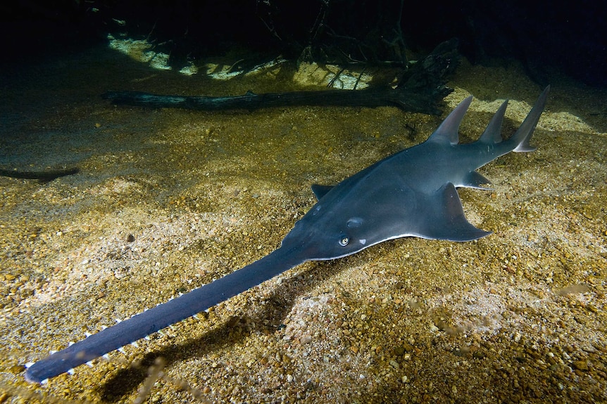 The largetooth sawfish - which is a type of shark - is extinct in all but three of the 80 countries where it was once found.