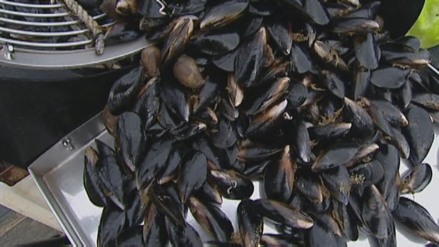 Tasmanian mussels