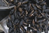 Tasmanian mussels