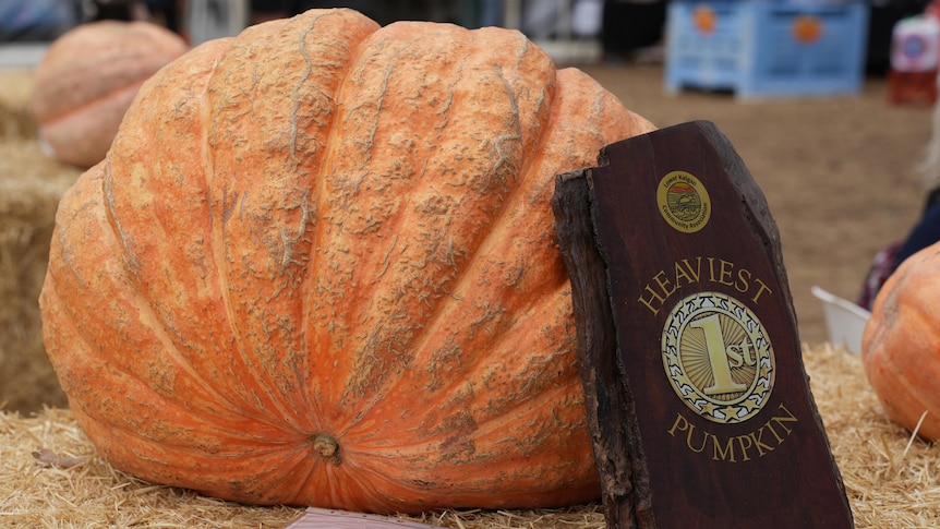 a giant pumpkin 