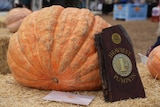 a giant pumpkin 