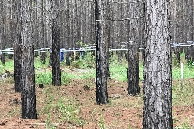 Detectives have confirmed a body located in a grave in the Beerburrum State Forest.