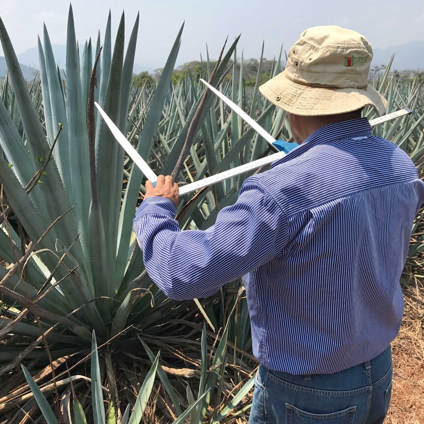 Mexican farmer measuring an agave plant, with his back turned to the camera