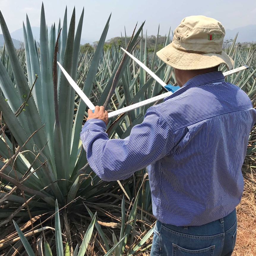 Mexican farmer measuring an agave plant, with his back turned to the camera