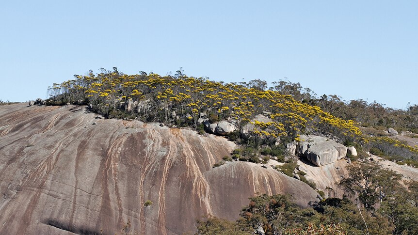 Yellow blooms on granite rock