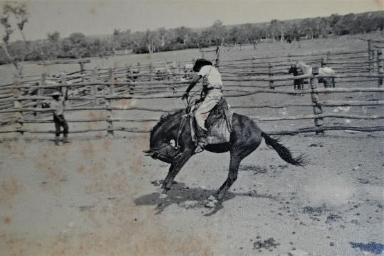 A black and white photograph of a stockman backjumping on a horse at a cattle station.