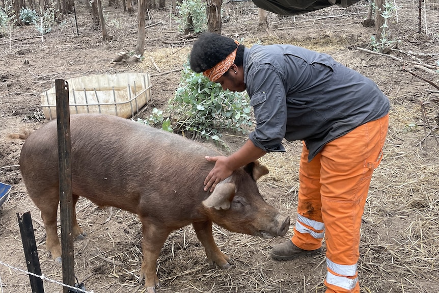 A person dressed in high-visibility clothing bent over to pat a large pig walking towards her. 