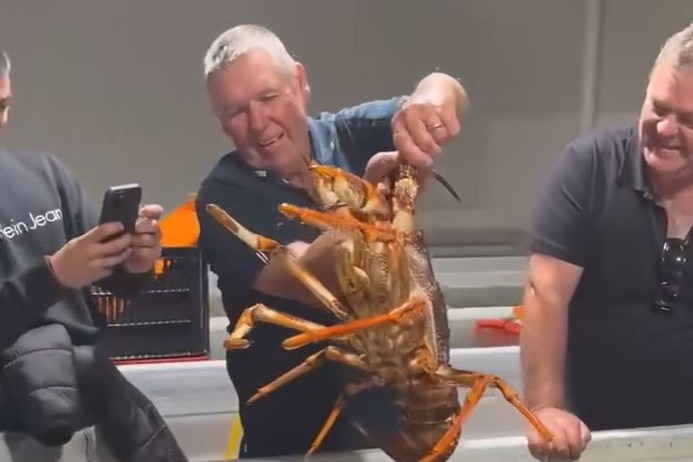 A man with grey hair holding a large live lobster
