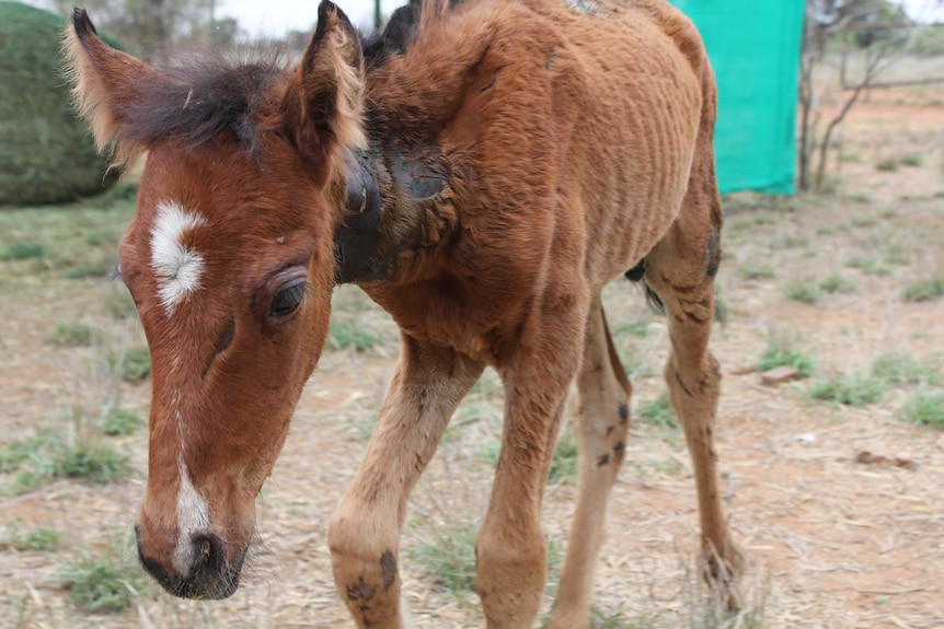 A badly injured but healed young horse