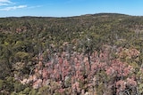 An aerial shot showing dying trees in a Jarrah Forest.
