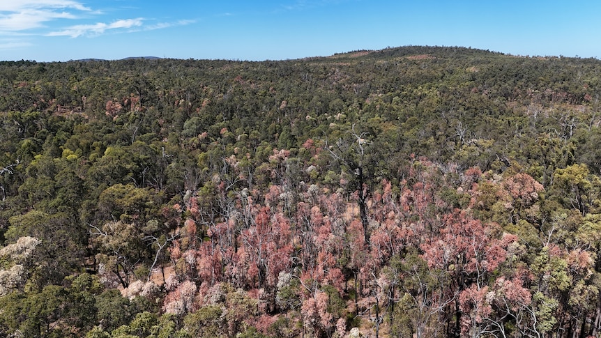An aerial shot showing dying trees in a Jarrah Forest.