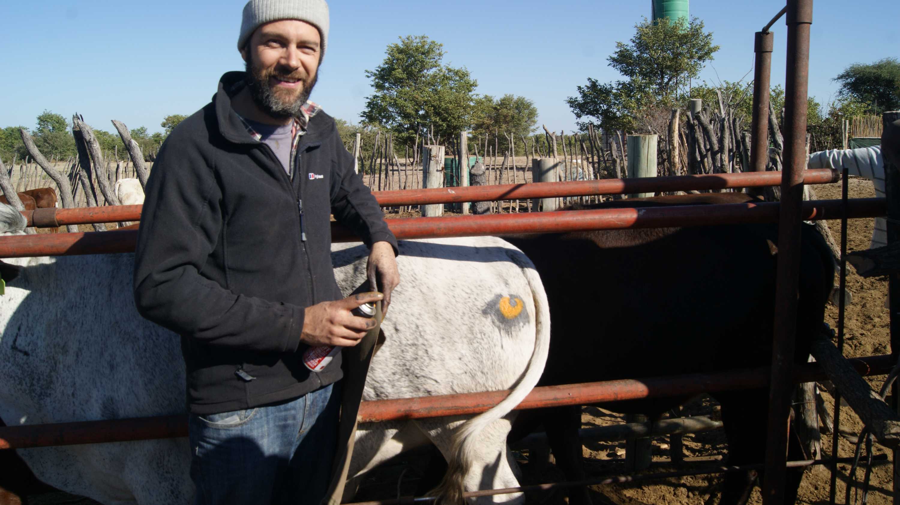 Eye-catching research: NSW researcher paints eyes on African cow rumps ...