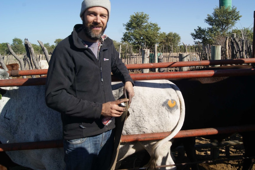 Dr Neil Jordon, holding a can of spray paint, paints intimidating eye-patterns onto a cow's rump in Botswana.