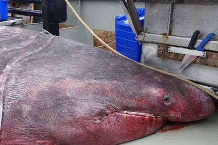 Basking shark on trawler deck at Portland, Victoria