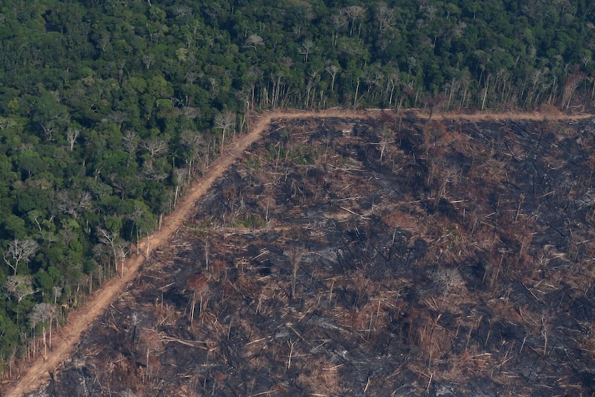 An aerial view of a burned tract of Amazon jungle cleared by loggers and farmers.