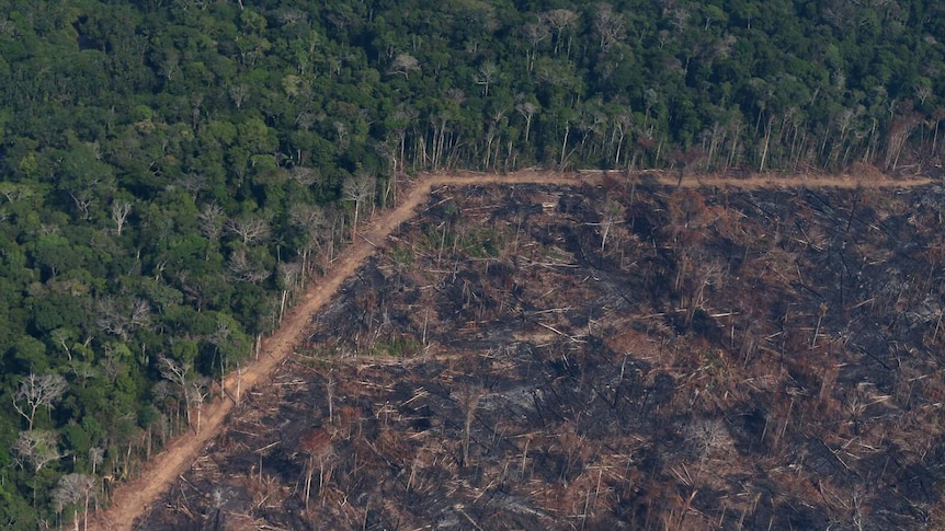 An aerial view of a burned tract of Amazon jungle cleared by loggers and farmers.