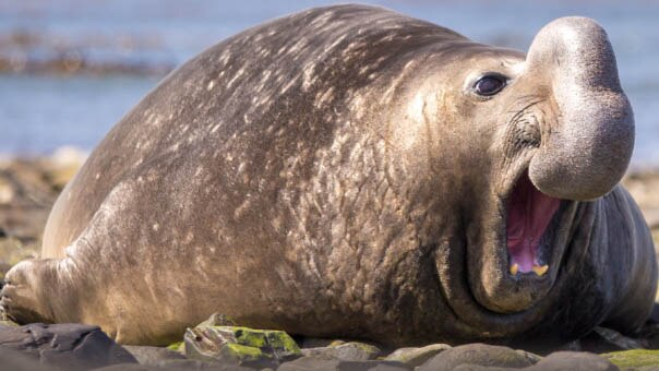 Elephant seal on a beach