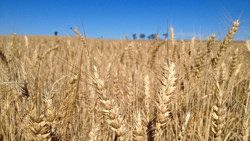 Mallee grain crops ready for harvest