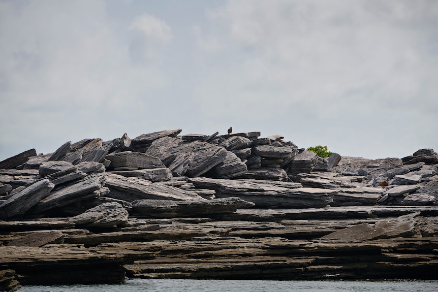 A rock wallaby sitting on rock formations along the coastline of an island. 