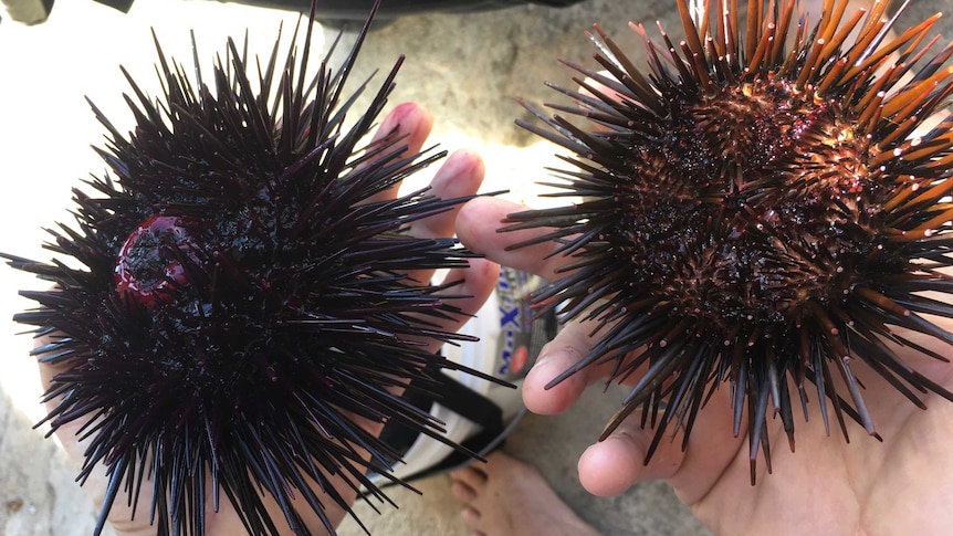 hands holding 2 sea urchins