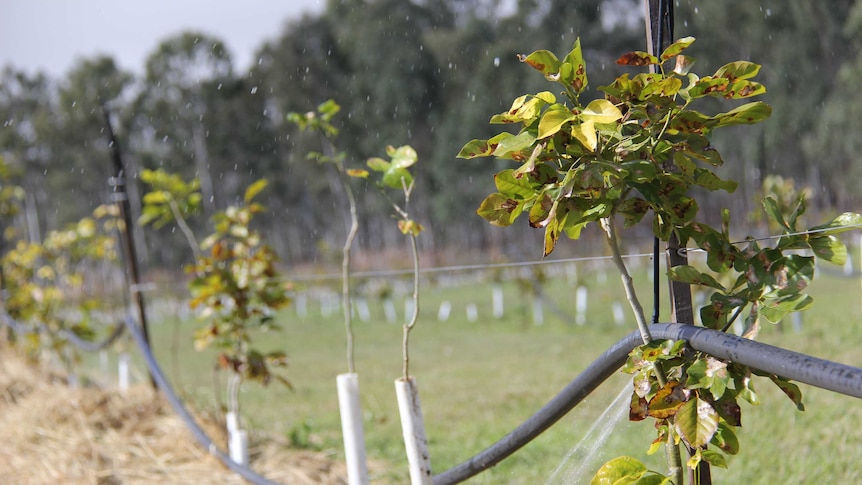 Rows of pongamia trees at the Toogoolawah treatment plant irrigated using treated waste water.