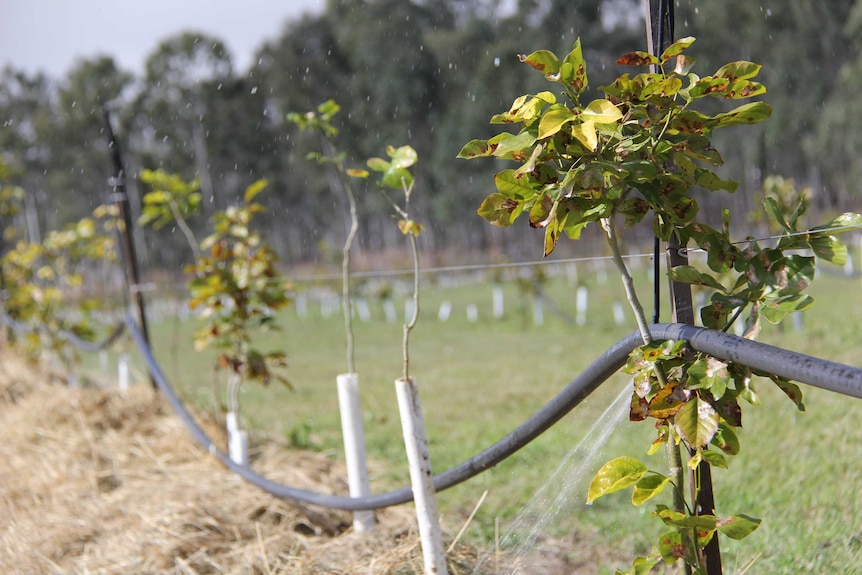Rows of pongamia trees at the Toogoolawah treatment plant irrigated using treated waste water.