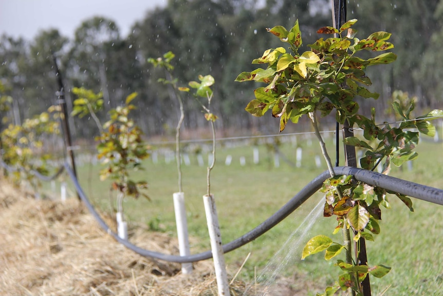 A row of trees being irrigated by a hose.