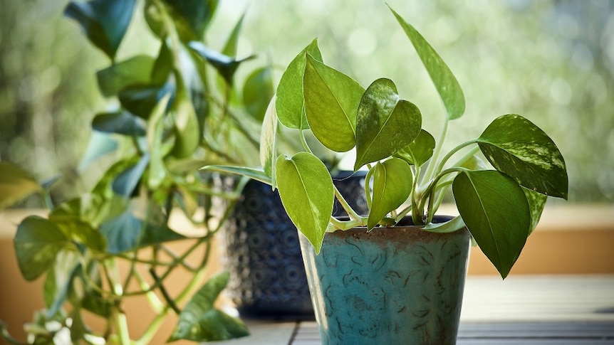 Popular pothos in a pot for a story about keeping indoor plants alive