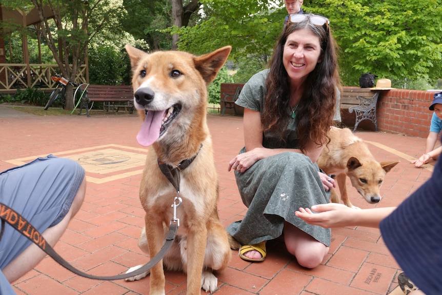 dingo sitting with tongue out, woman with glasses on head and long brown hair sits behind dingo smiling