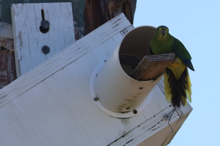 An orange-bellied parrot sits on a perch at the entrance to a white wooden artificial nest box